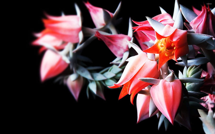 Blooming cactus, red cactus flower HD wallpaper | Pxfuel