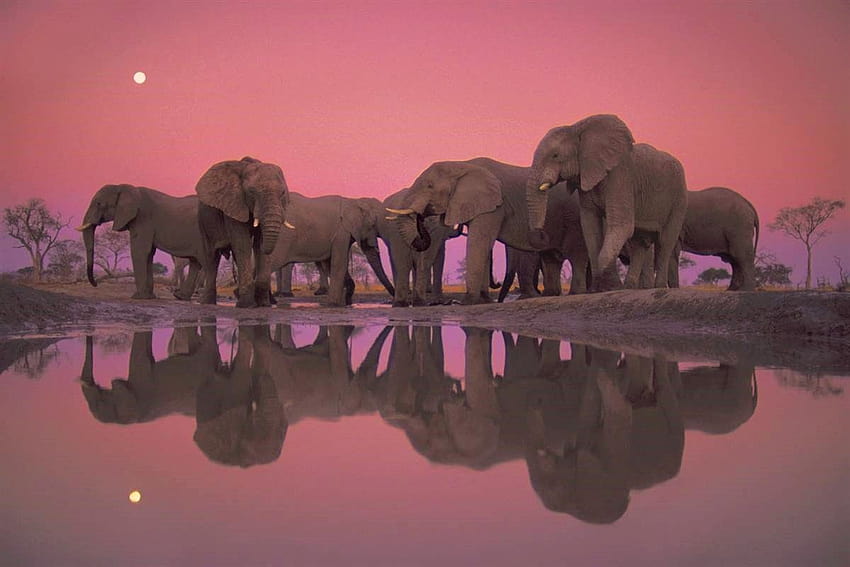 Les meilleurs safaris pour voir les Big Five ...epicroad Fond d'écran HD