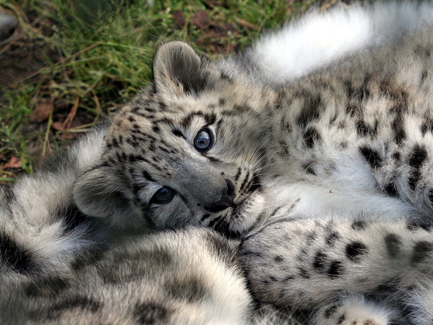 Kediler: Dinlenen Anne Kucağında Hayvanlar Kediler Kar Leoparı Büyük Leopar Yavrusu, kar leoparı yavruları HD duvar kağıdı