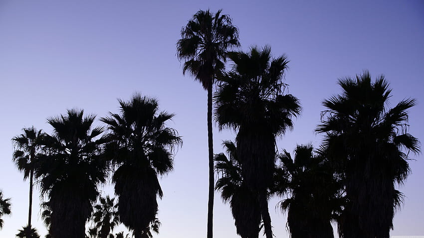 Palm Trees Venice Beach, Los Angeles Ultra Backgrounds for U TV : & UltraWide & Laptop : Tablet : Smartphone, la beach HD wallpaper
