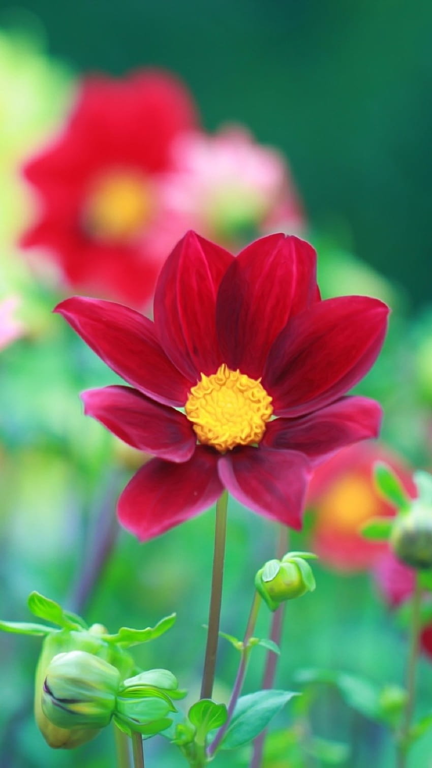 Red Flower Android Home Screen HD phone wallpaper