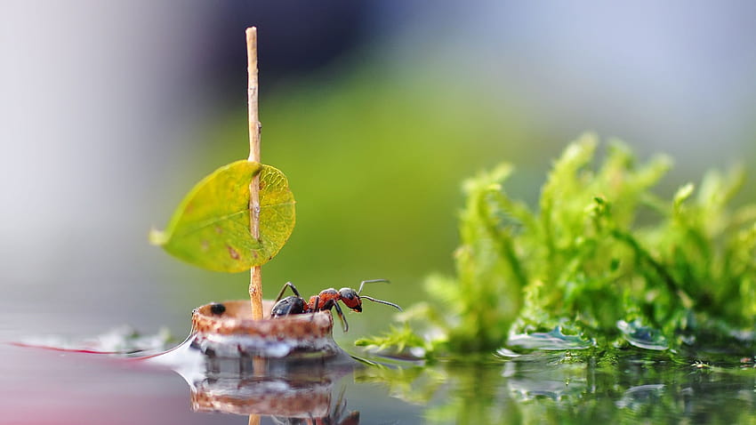 Ant In A Boat, animal ant HD wallpaper
