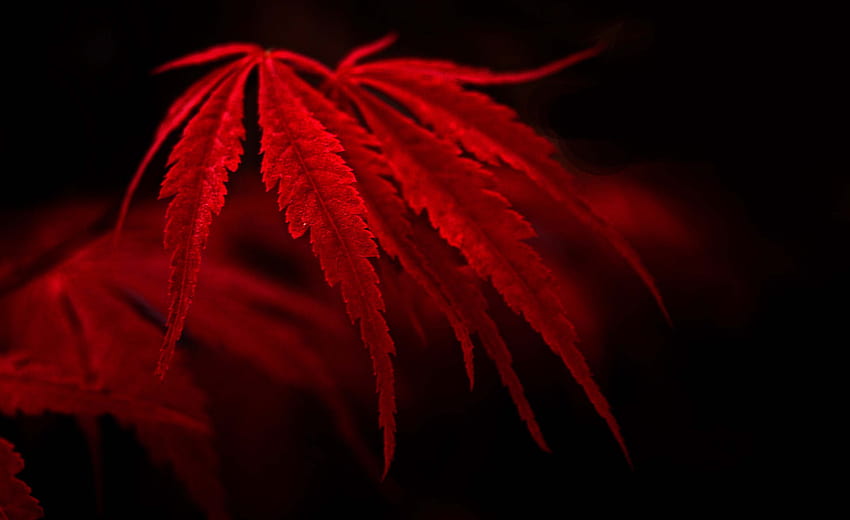 17631 folhas vermelhas, queda de folhas vermelhas papel de parede HD