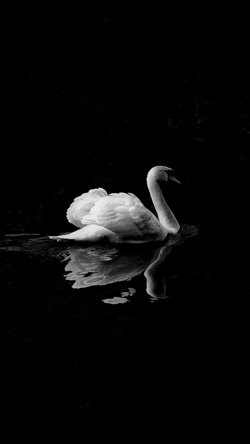 Swan in Lake, white swan on the lake HD phone wallpaper