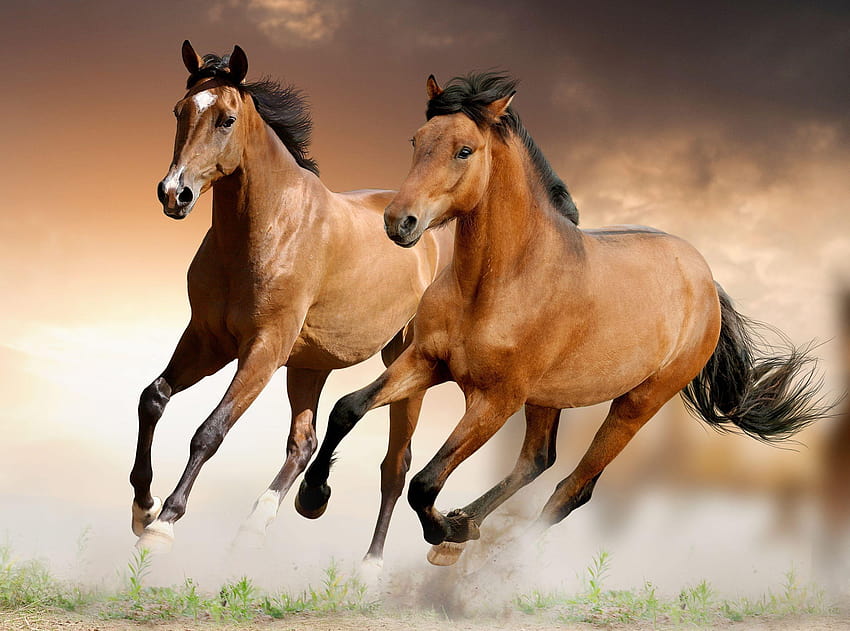 Brązowe konie biegające, pic, portret konia Tapeta HD