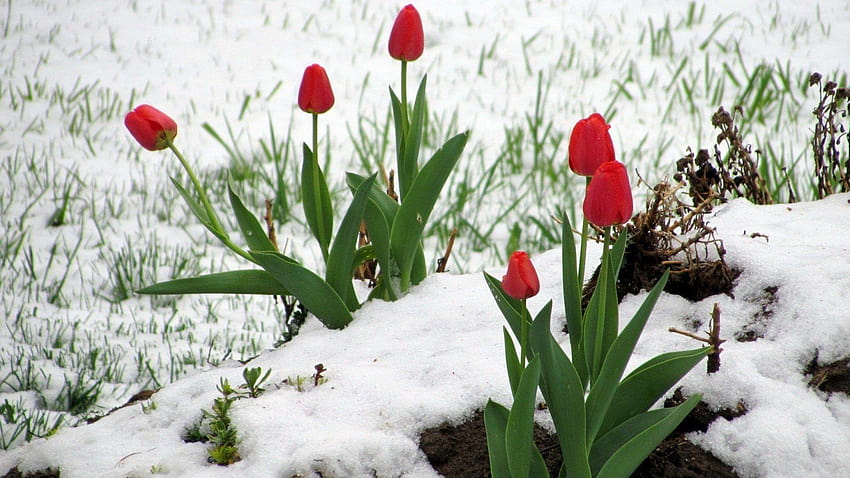 Kwiaty: Czerwone tulipany Śnieżny zimowy tulipan 1920x1200 dla, zimowy kwiat Tapeta HD