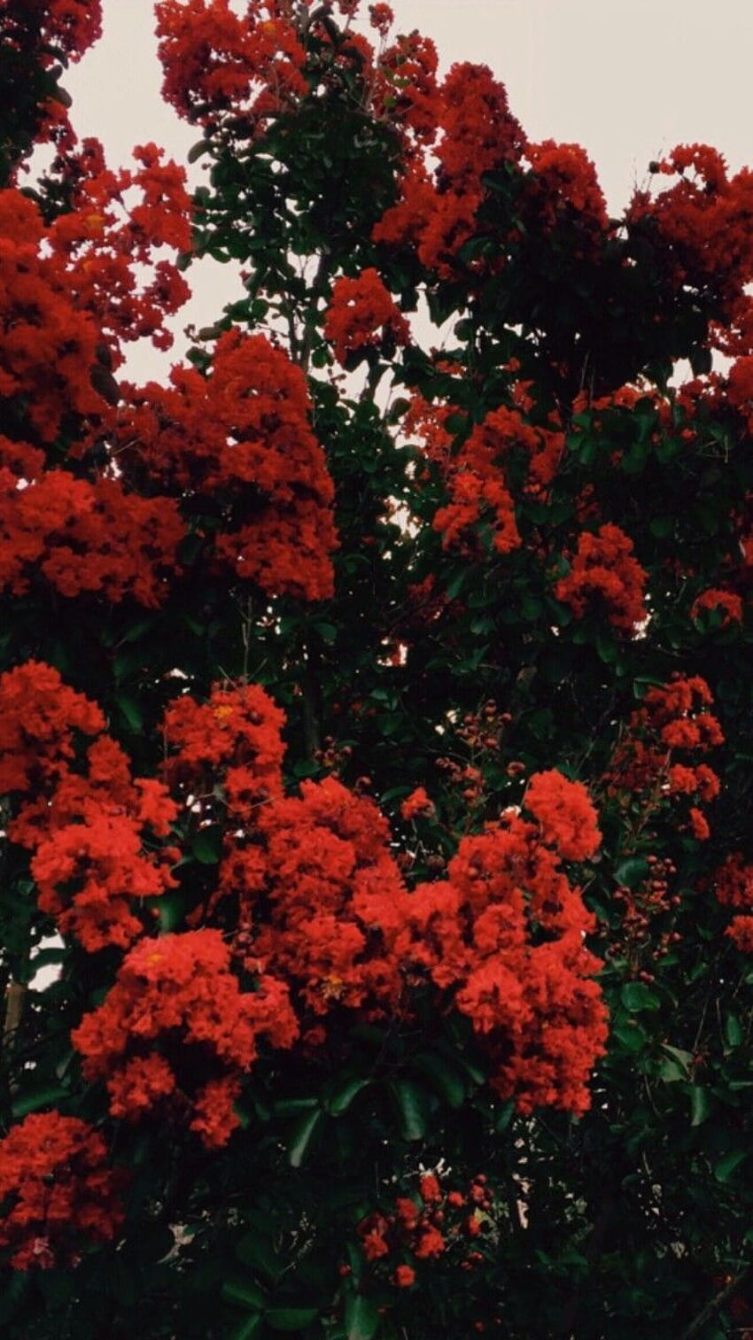 Red Flower, HD phone wallpaper