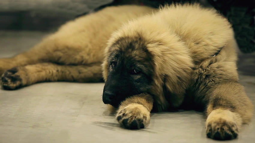 สุนัขต้อนคอเคเชียนนอนลง ~ วิดีโอความละเอียดสูง วอลล์เปเปอร์ HD