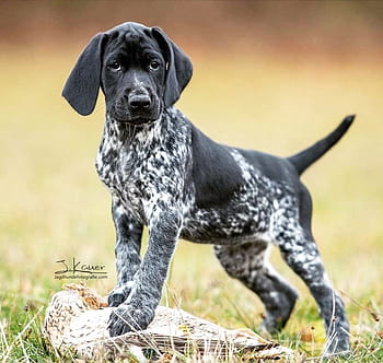 German short tail pointer HD wallpapers | Pxfuel