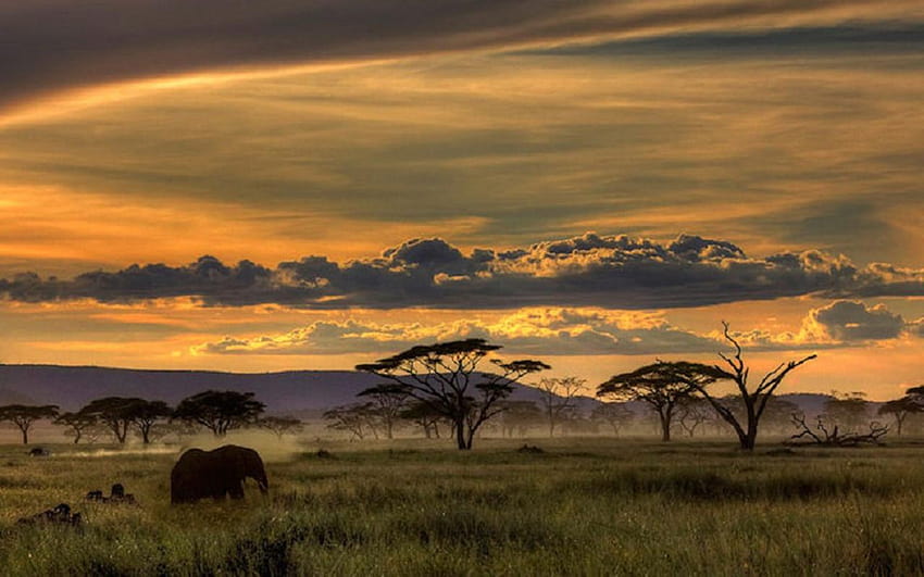 ภูมิหลังพระอาทิตย์ตกของแอฟริกาใต้ สัตว์ในแอฟริกาใต้ วอลล์เปเปอร์ HD