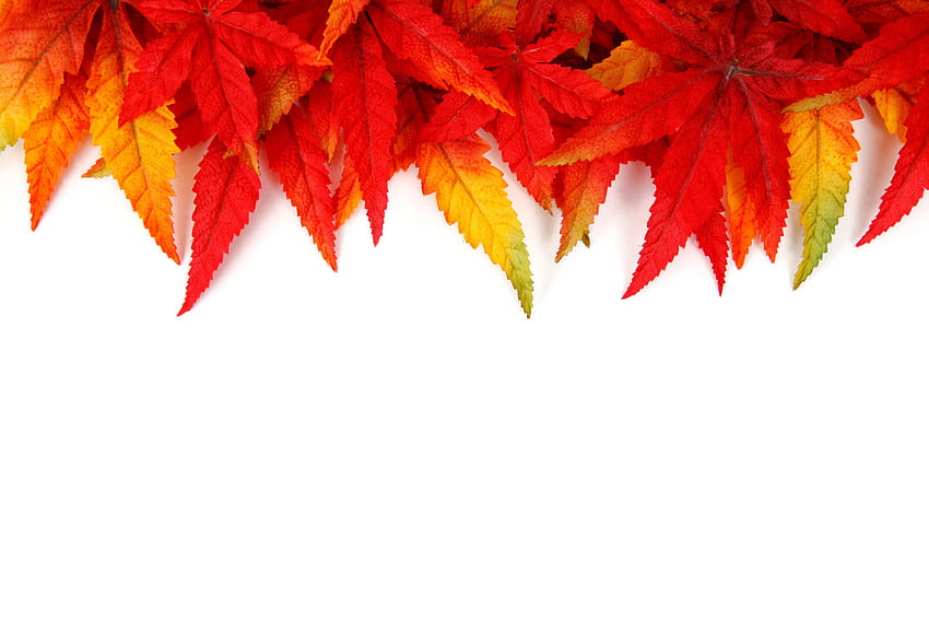 Borde de hojas de otoño, bordes de otoño fondo de pantalla | Pxfuel