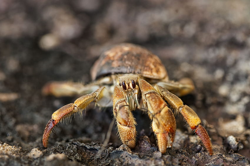 5 Interesting Facts About Ecuadorian Hermit Crabs, coconut crab HD wallpaper