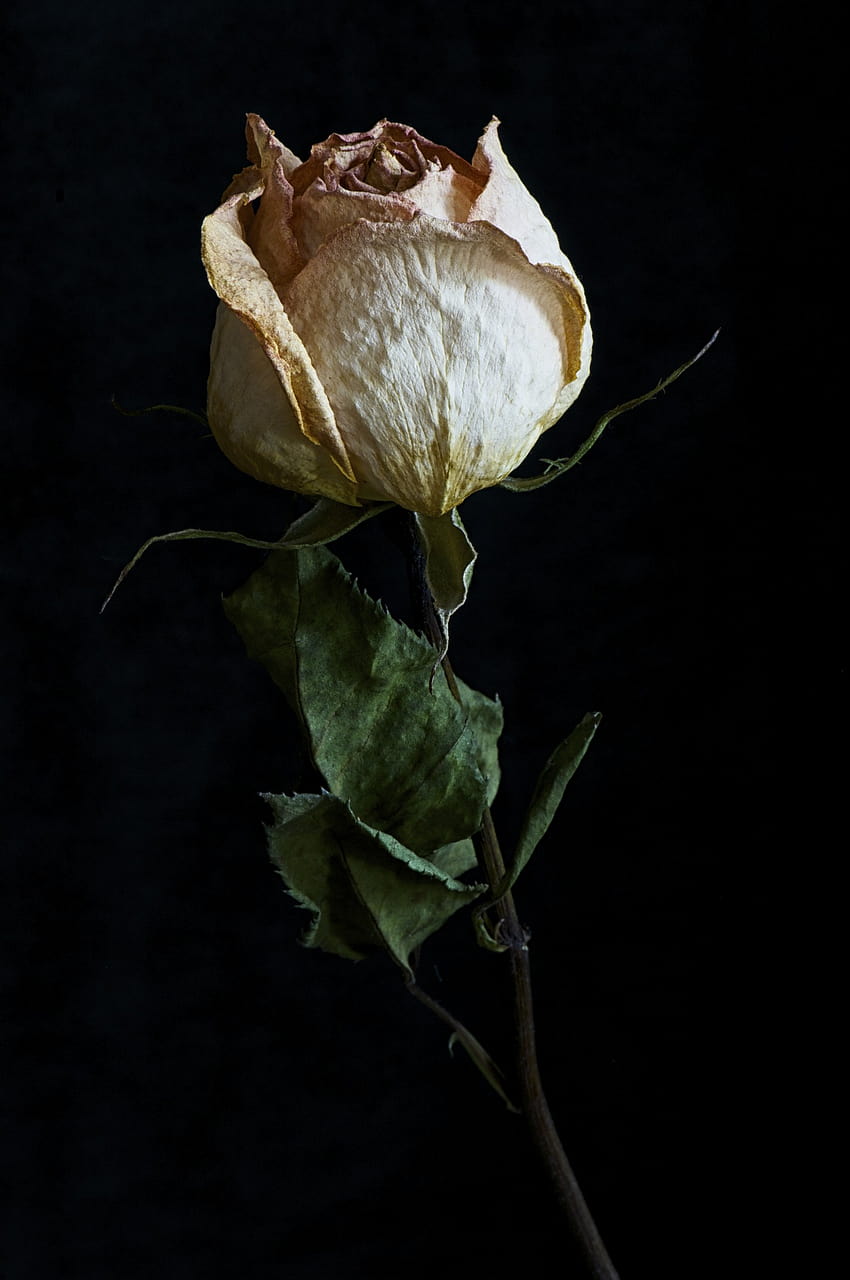 : Dried Rose, dry rose HD phone wallpaper