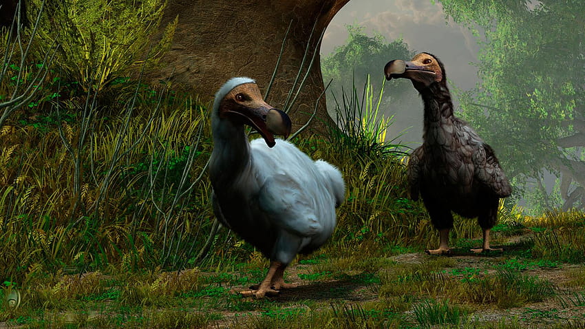 Dodo Bird Look Like HD wallpaper