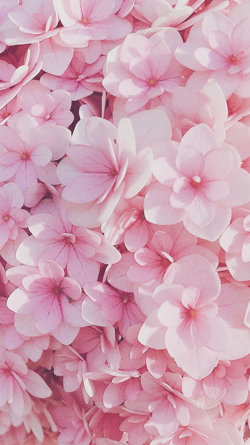Zufällige Ästhetik & Grafik @acidmixx, pinke Blume iphone HD-Handy-Hintergrundbild