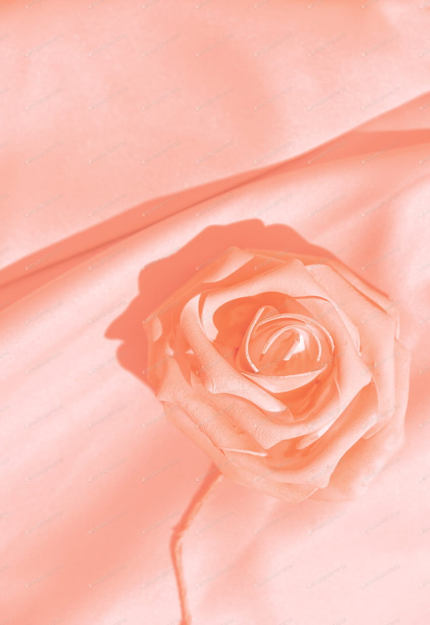 Minimal monochrome pink aesthetic. Silk fabric and roses. Backgrounds texture concept by EvgeniyaPorechenskaya on Envato Elements HD phone wallpaper