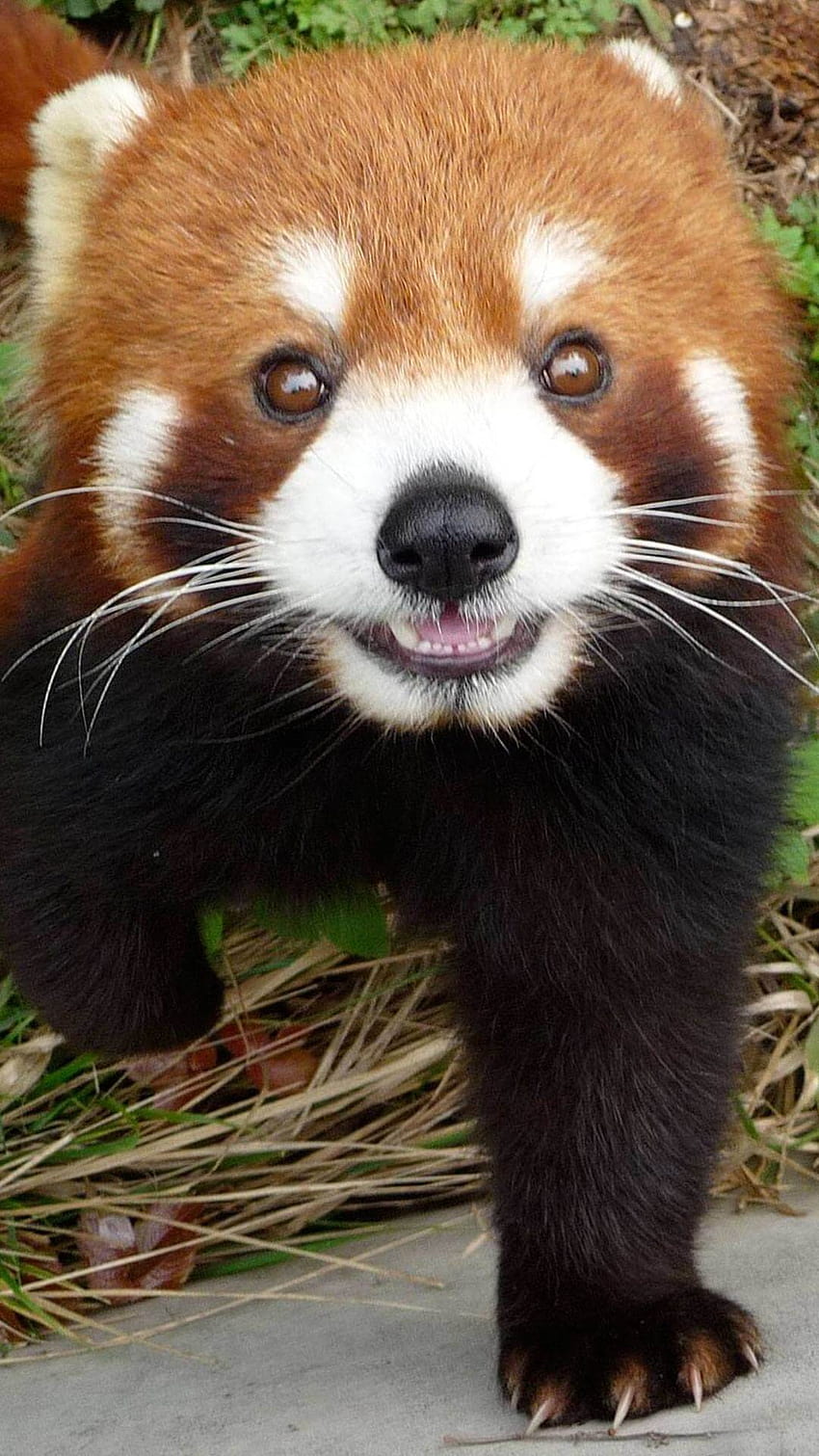 Cute Red Panda iPhone, red pandas HD phone wallpaper