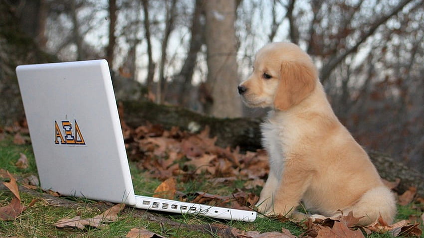Cachorro Golden Retriever de alta resolución, cachorro labrador de filtro blanco y negro fondo de pantalla
