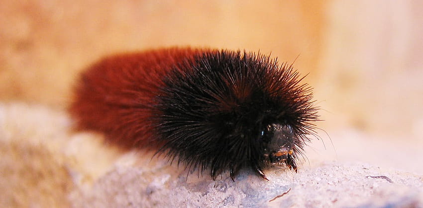 How wise is the woolly bear caterpillar's wintry weather prediction?, isabella tiger moth caterpillars HD wallpaper