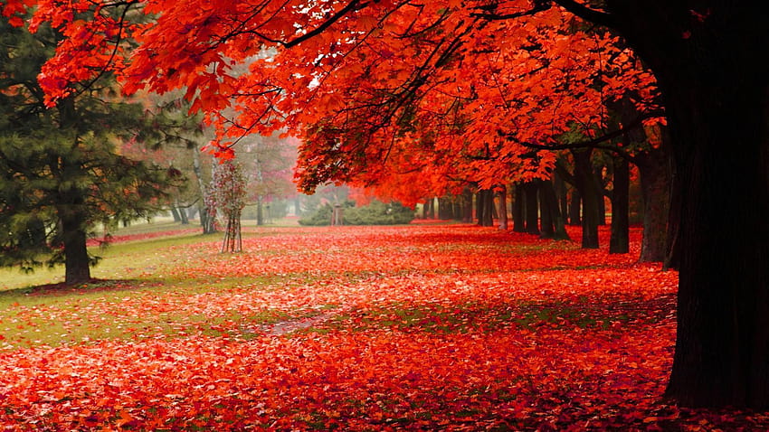 Naturalny, park, jesień, czerwone liście, jesienna sceneria >>, zachwyt nad jesienią Tapeta HD