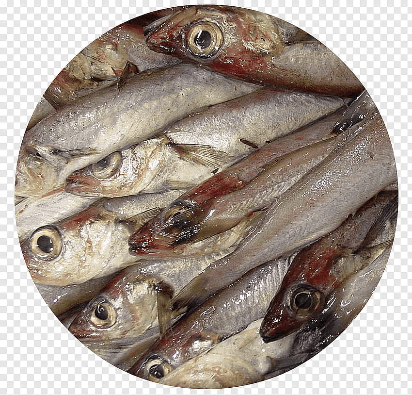 Сардини Пъстърва Млечна риба Аншоа, риба png, риба basa HD тапет