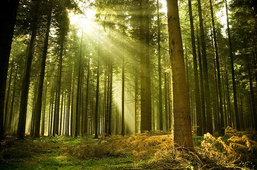 Forest Sun Sunlight In Forest Hd Wallpaper Pxfuel