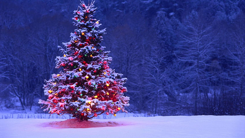 5 Christmas Tree Backgrounds, beautiful christmas tree in snow HD ...