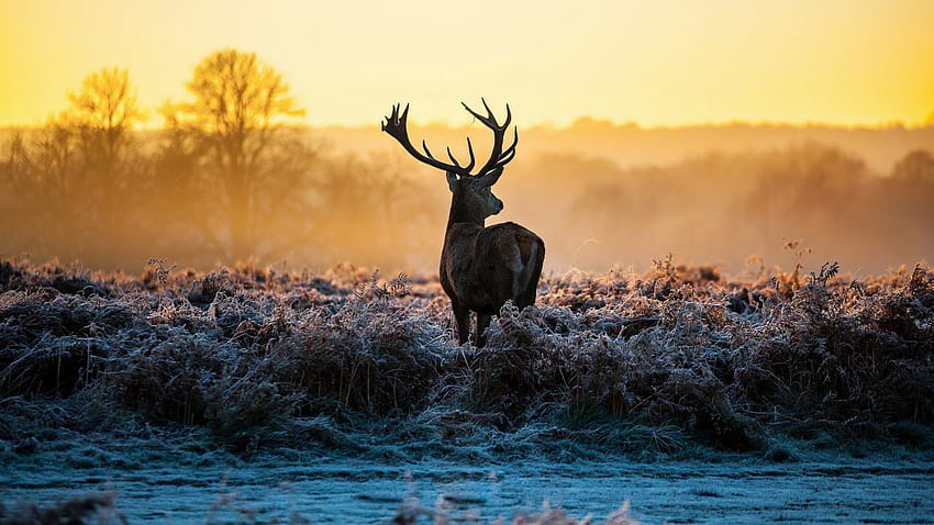 Deer Hunting Backgrounds ·①, deer background HD wallpaper