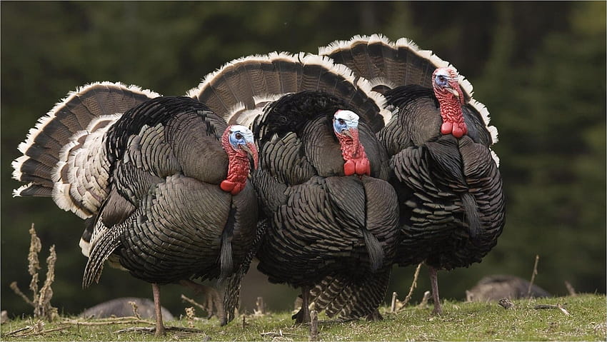 Bird Turky, wild turkeys HD wallpaper