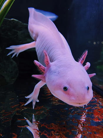 Axolotl HD wallpaper | Pxfuel