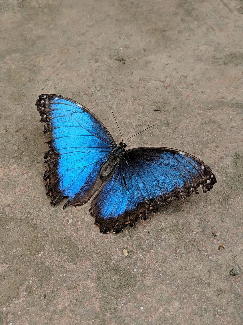 Blue Butterfly, morpho butterflies HD phone wallpaper