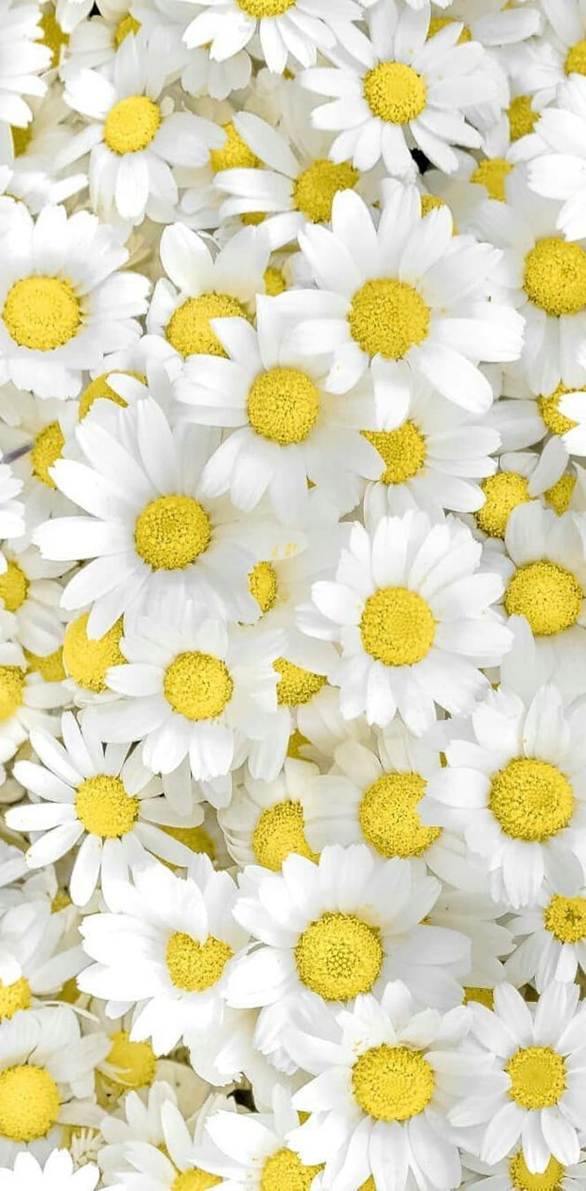 Chamomile by P3TR1T HD phone wallpaper