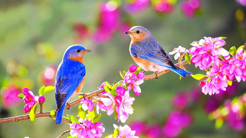 Spring Bird, birds HD wallpaper