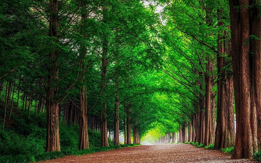 背景 緑の森の木 まっすぐな道、緑の森のラップトップ 高画質の壁紙