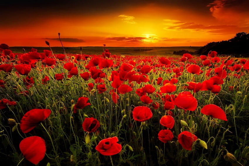 Poppy Field at Sunset and Backgrounds HD wallpaper