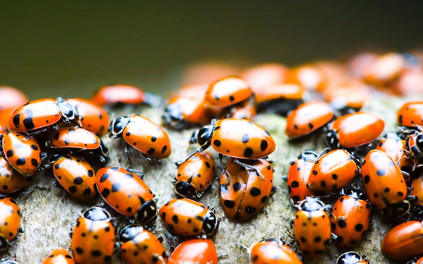 Ladybird, Beetles, Animal , Pet Love, Cool Animals HD wallpaper