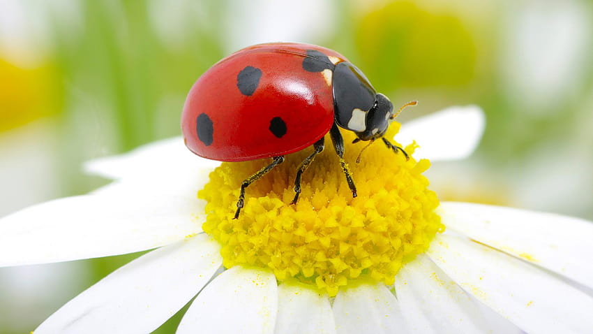 Ladybug, ladybird beetle HD wallpaper