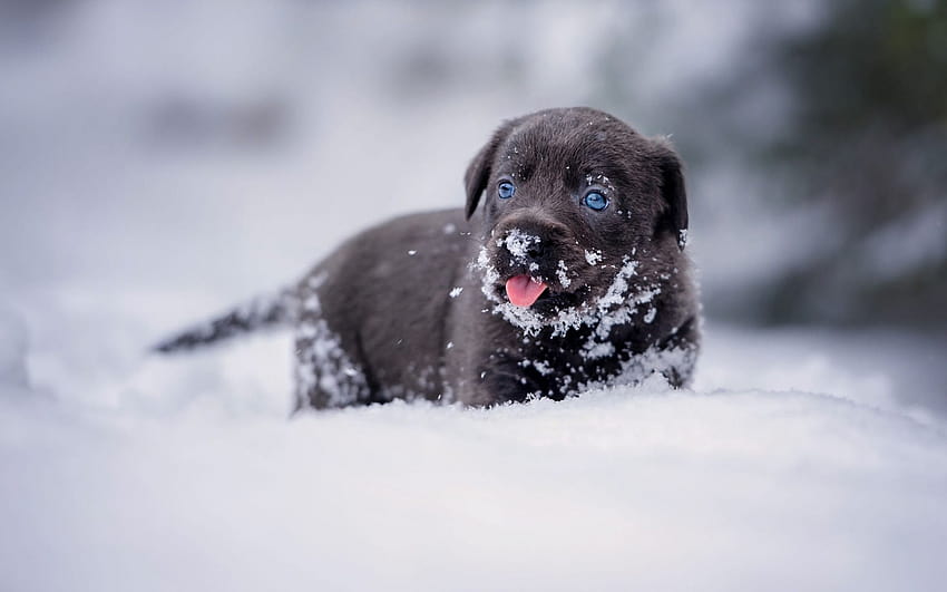 black little puppy, labrador, snow, winter, cute little animals, dogs, black labrador with resolution 1920x1200. High Quality, labrador winter HD wallpaper