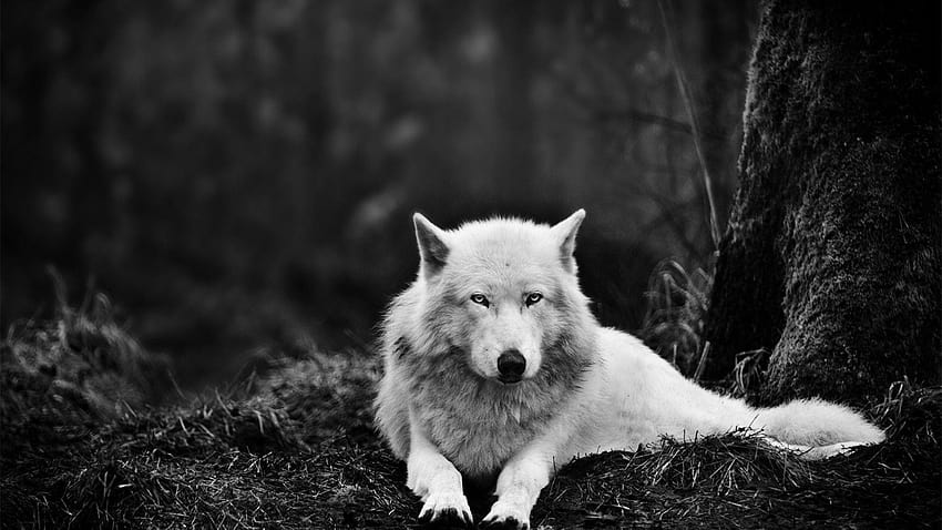 Lobo para, tumblr lobo fondo de pantalla | Pxfuel