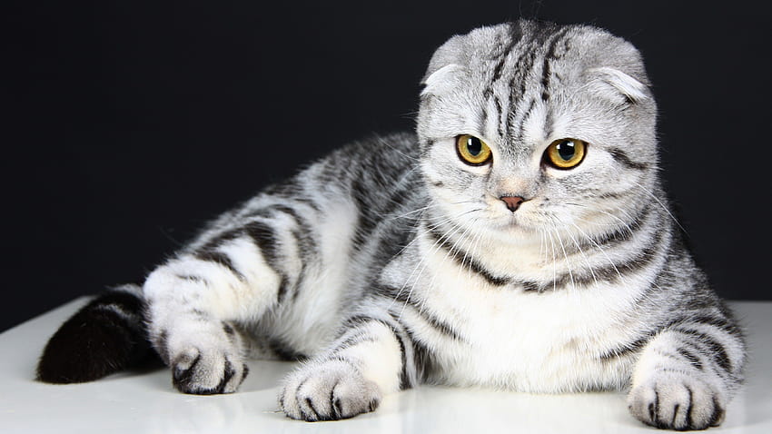 Scottish Fold, Cat, kitten, eyes, gray, wool, cute HD wallpaper