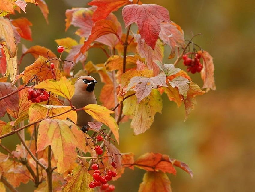 Suomen luonto syksyllä, bird and autumn에 있는 핀 HD 월페이퍼