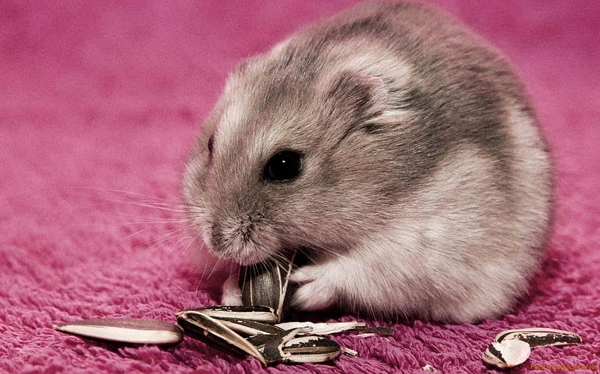 Hamster comendo sementes de girassol, hamster dourado papel de parede HD