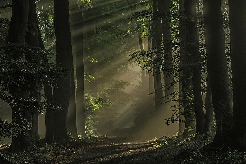 4540455 rays, forest netherlands HD wallpaper