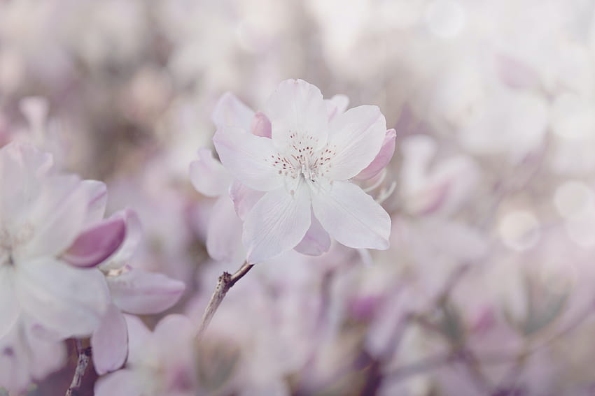 Kup Pink Pastel Spring, pastelowe wiosenne kwiaty Tapeta HD