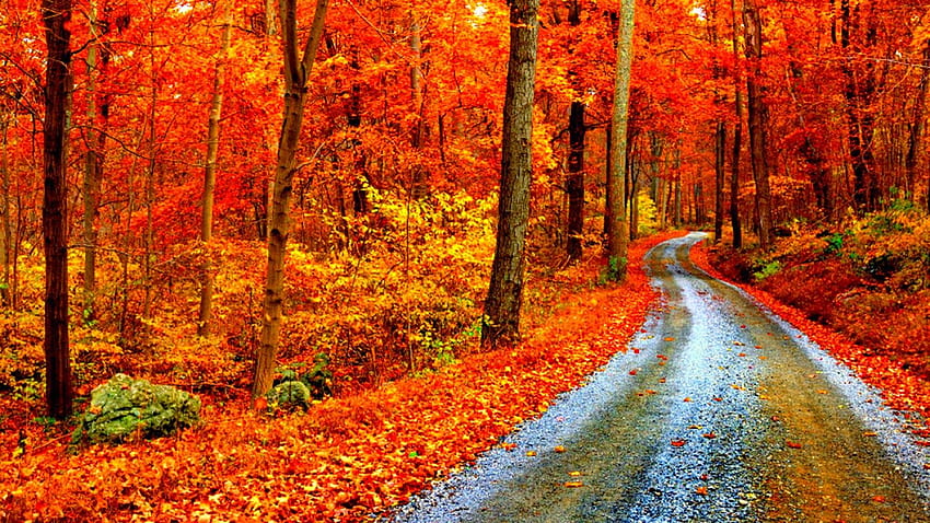 Best Fall Backgrounds Id, temperate forest HD wallpaper