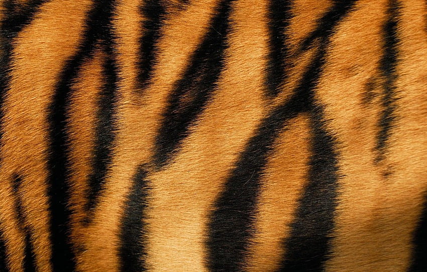 tiger, skin, fur, texture, animal, fur for, tiger skin HD wallpaper