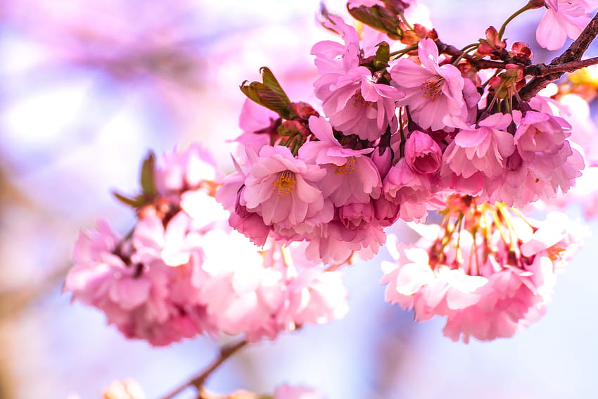 : nature, branch, blur, plant, flower, petal, bloom, floral, food, produce, colourful, colorful, pink, flora, cherry blossom, flowers, close up, macro graphy, , spring summer 5184x3456, summer cherry blossom HD wallpaper