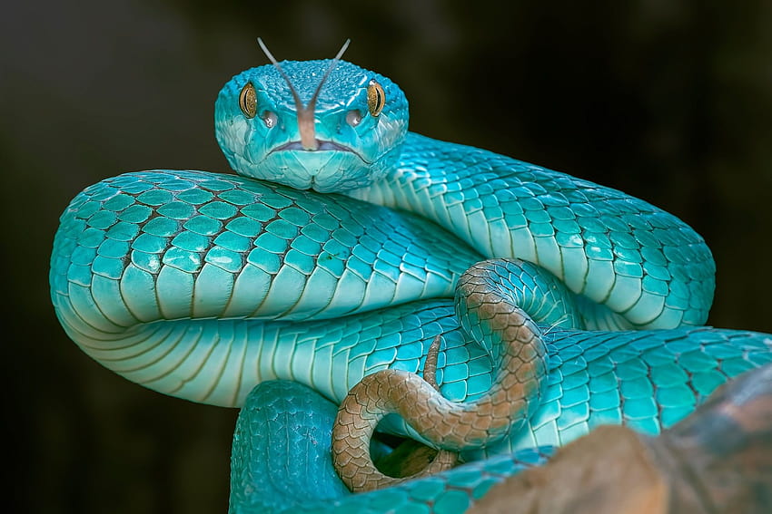 Una serpiente víbora azul muy rara fondo de pantalla