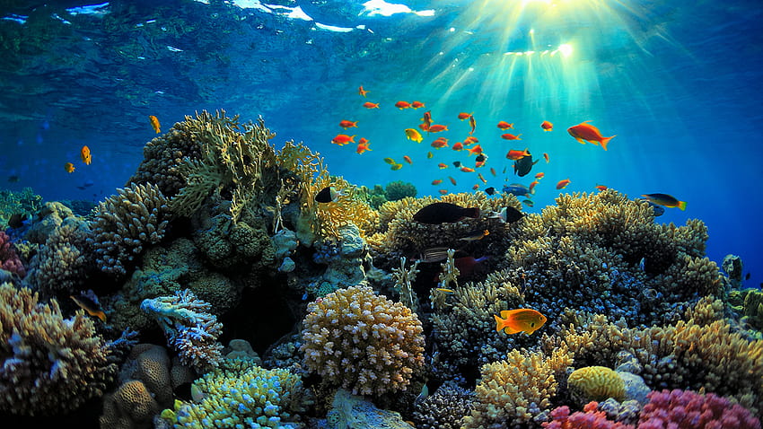 Great Barrier Reef ดำน้ำในออสเตรเลีย Turtle เต่าแนวปะการังที่ดี วอลล์เปเปอร์ HD