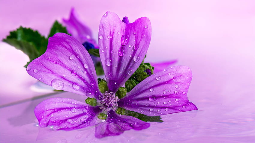 anémona japonesa flor morada ultra » Paredes de alta calidad, flores moradas fondo de pantalla
